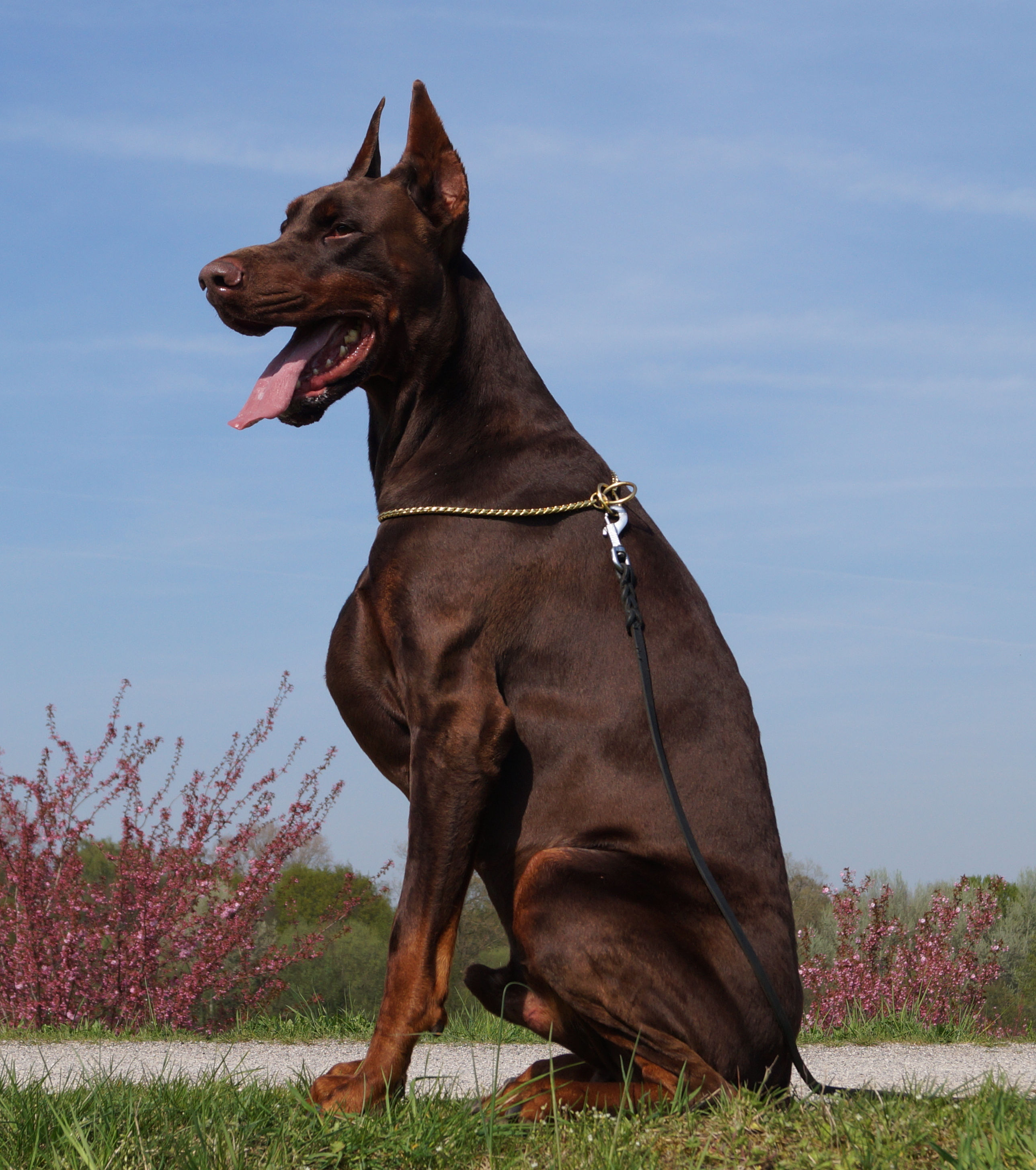 taurus_frotpage_the_dobermann.jpg